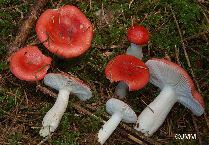 Russula emetica