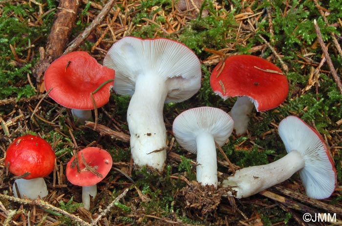 Russula emetica