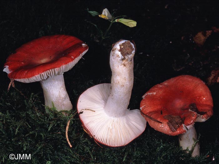 Russula emeticicolor