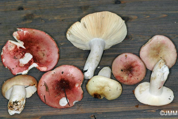 Russula exalbicans