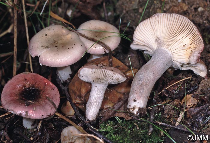 Russula exalbicans