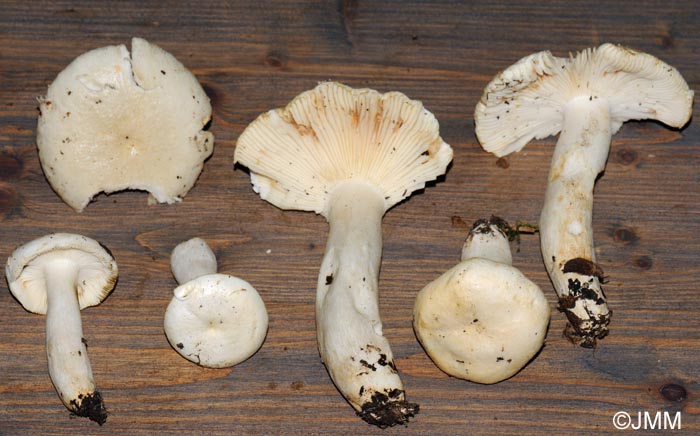 Russula exalbicans f. decolorata