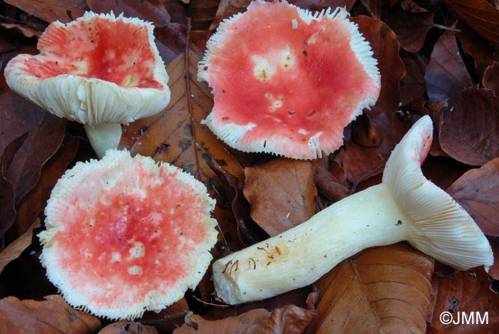 Russula fageticola