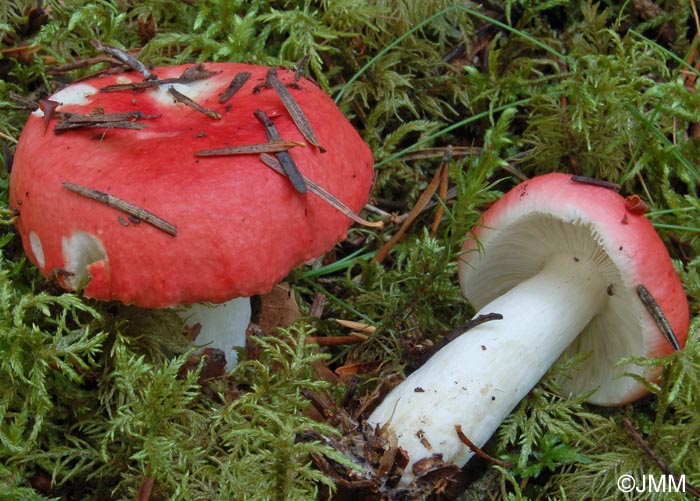 Russula fageticola