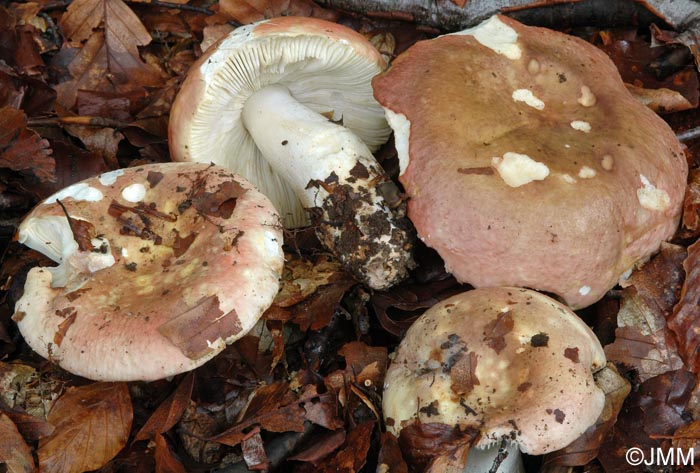 Russula faginea