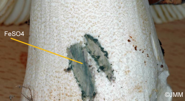 Russula faginea