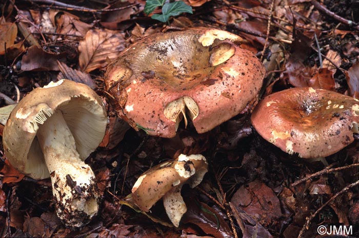 Russula faginea