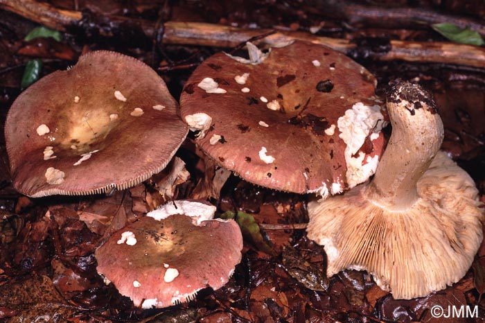 Russula faginea