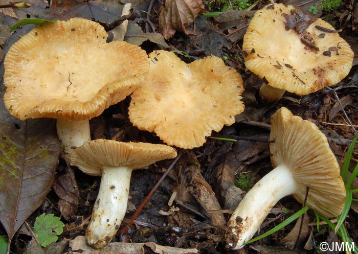 Russula farinipes