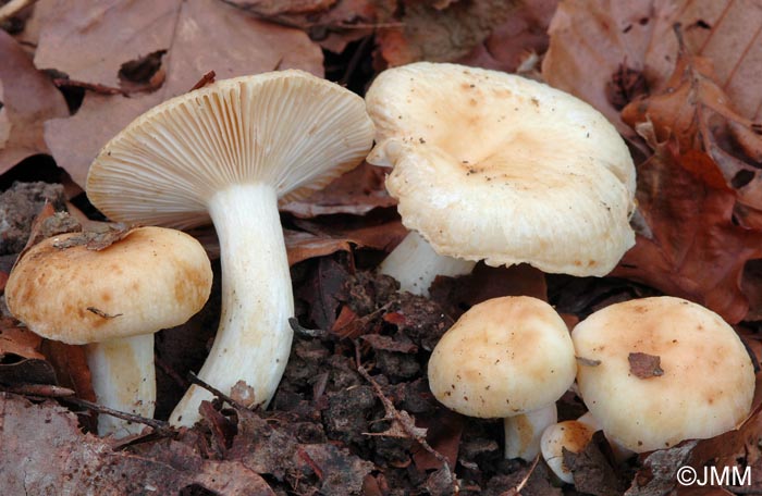 Russula farinipes