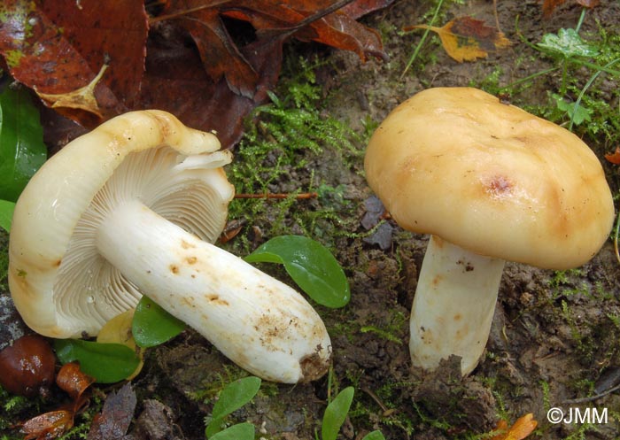 Russula farinipes