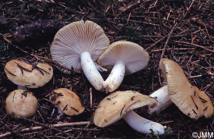 Russula farinipes