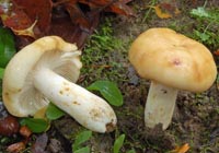 Russula farinipes