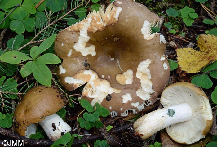 Russula favrei