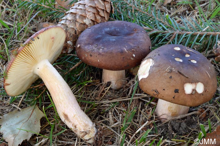 Russula favrei