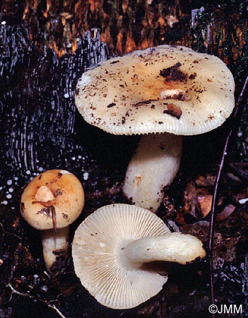 Russula fellea