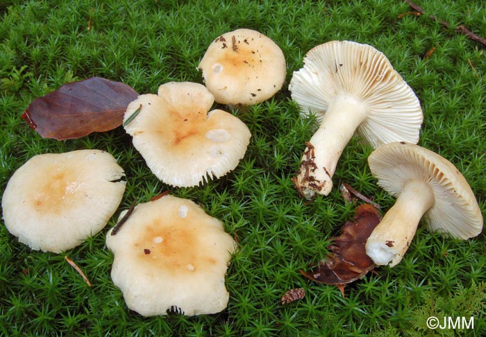 Russula fellea