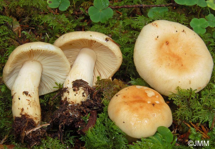 Russula fellea