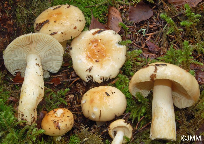 Russula fellea