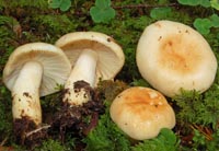 Russula fellea