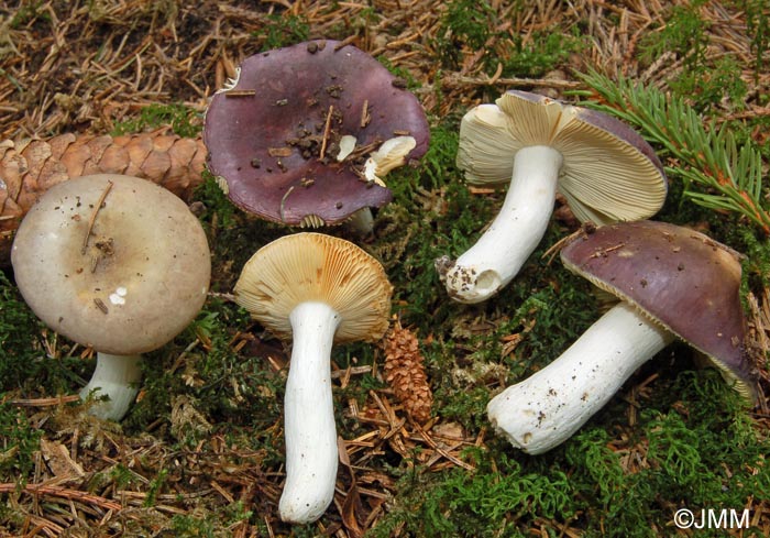 Russula firmula