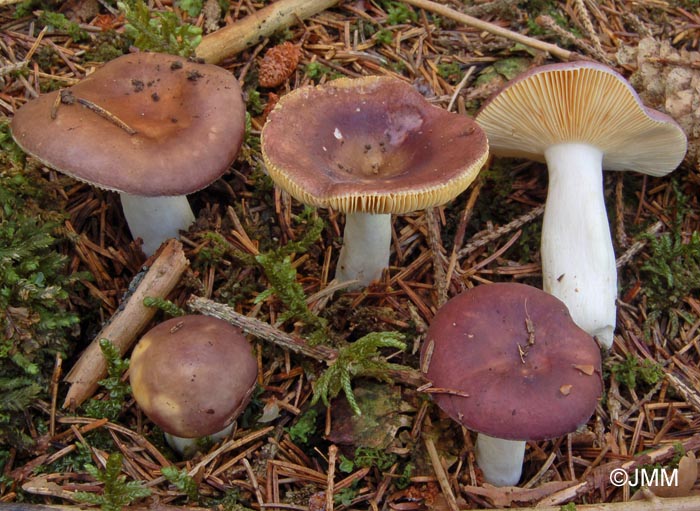 Russula firmula