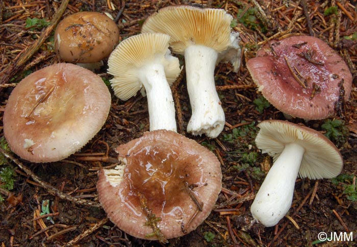 Russula firmula