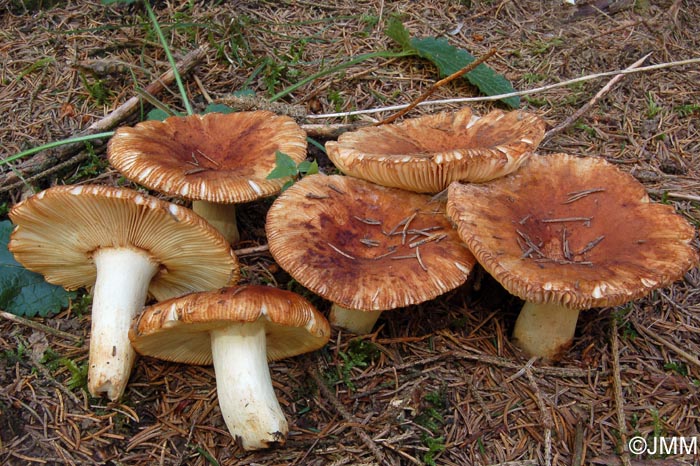 Russula foetens