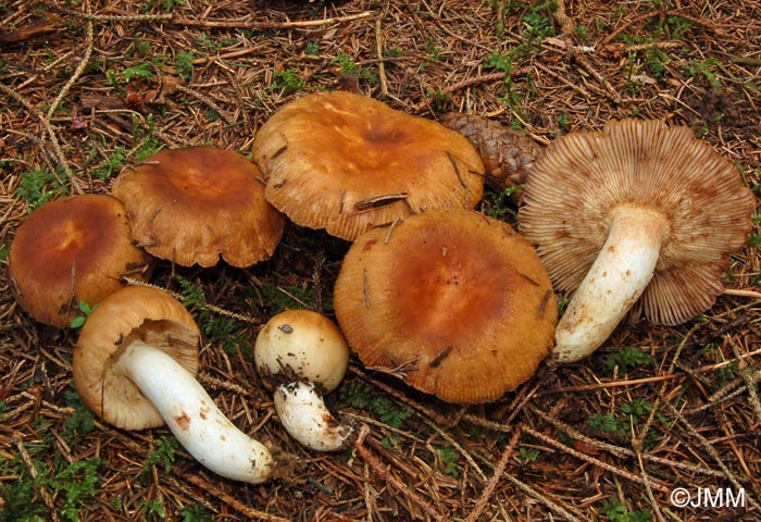 Russula foetens