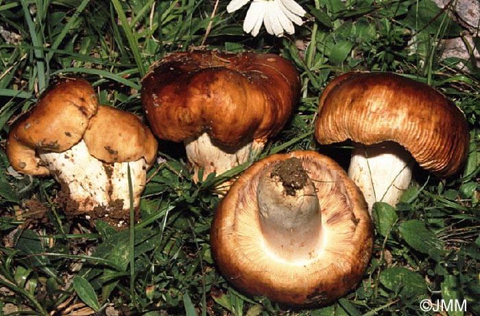 Russula foetens