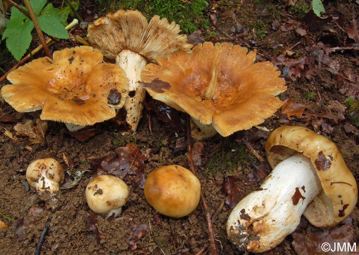 Russula foetens