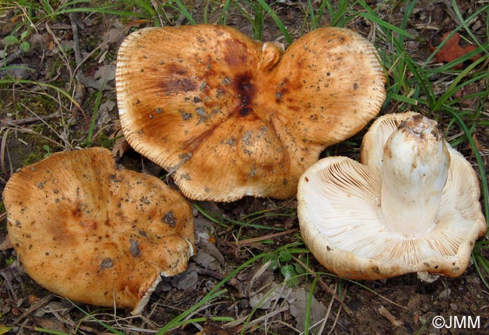 Russula foetens