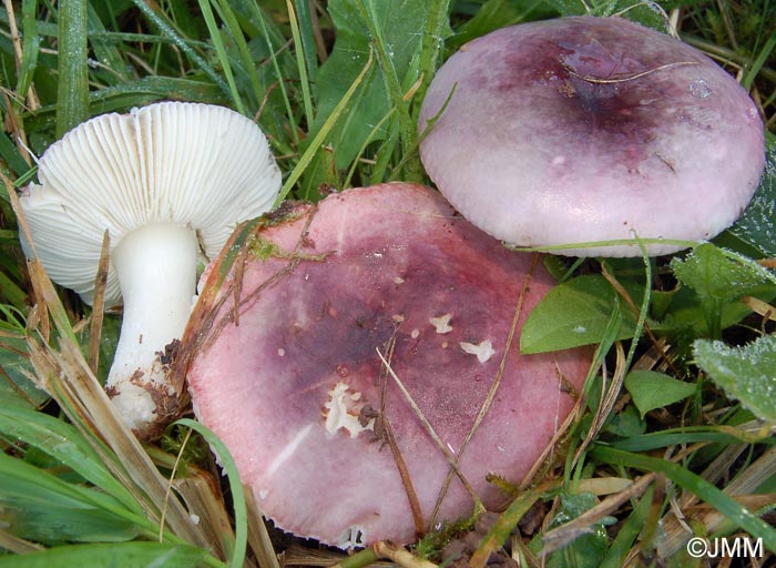 Russula fragilis