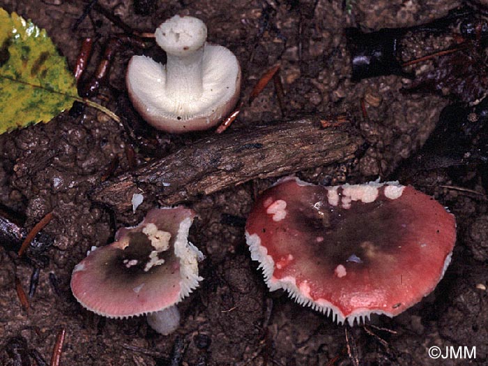 Russula fragilis