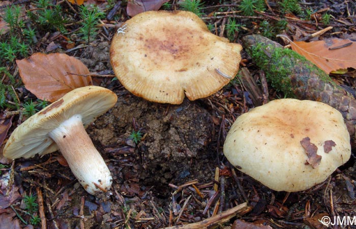 Russula fragrans