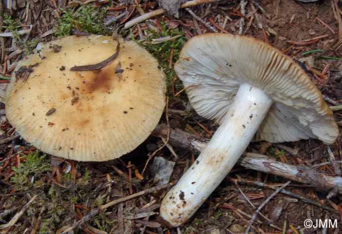 Russula fragrans