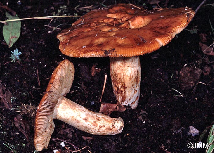 Russula fragrantissima