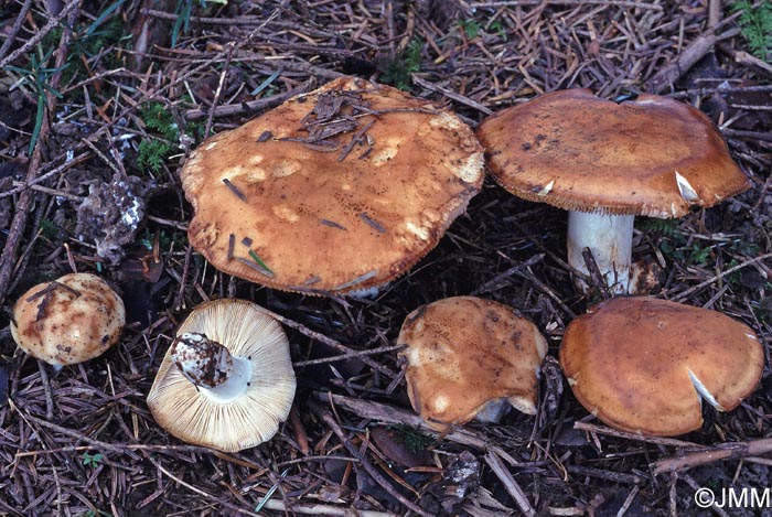 Russula fragrantissima