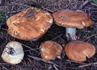 Russula fragrantissima