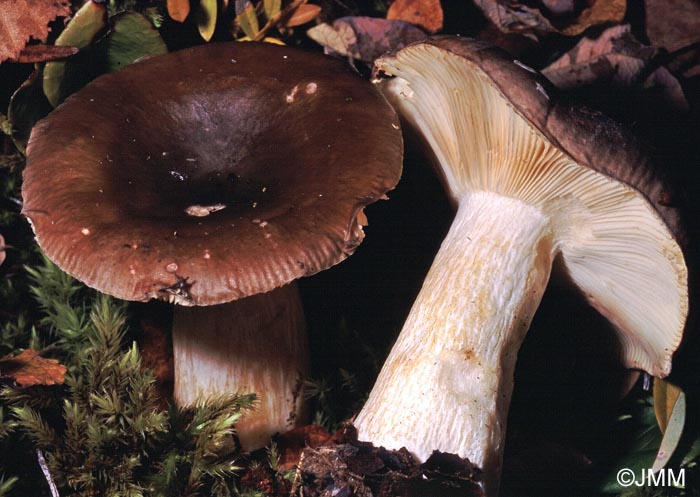 Russula fusco-ochracea