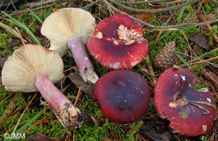 Russula fuscorubra