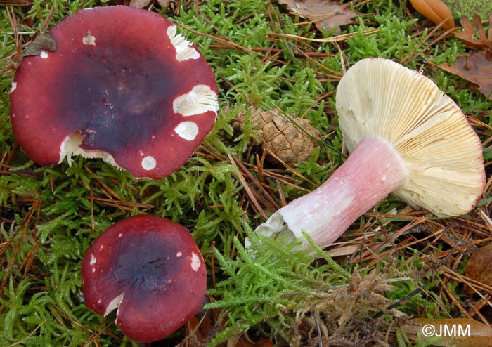 Russula fuscorubra