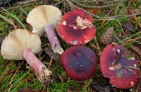 Russula fuscorubra