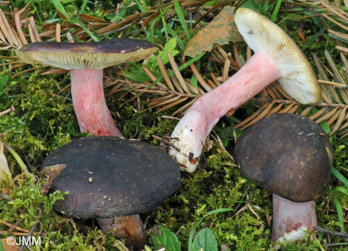 Russula fuscorubroides