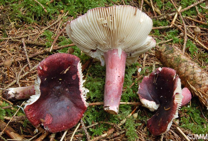 Russula fuscorubroides