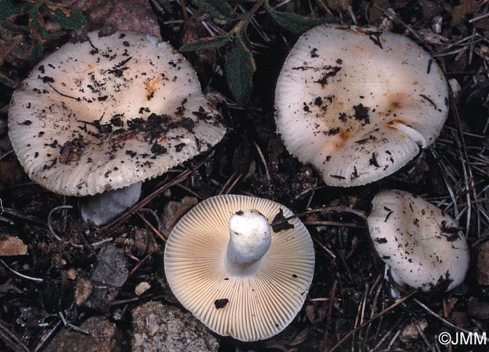 Russula galochroides