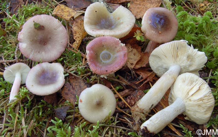 Russula gracillima