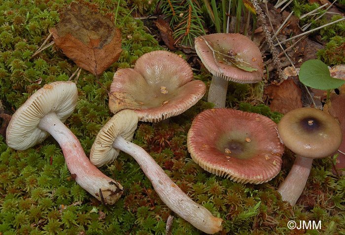 Russula gracillima