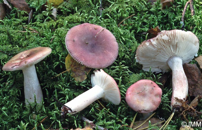 Russula gracillima