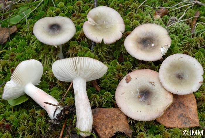 Russula gracillima